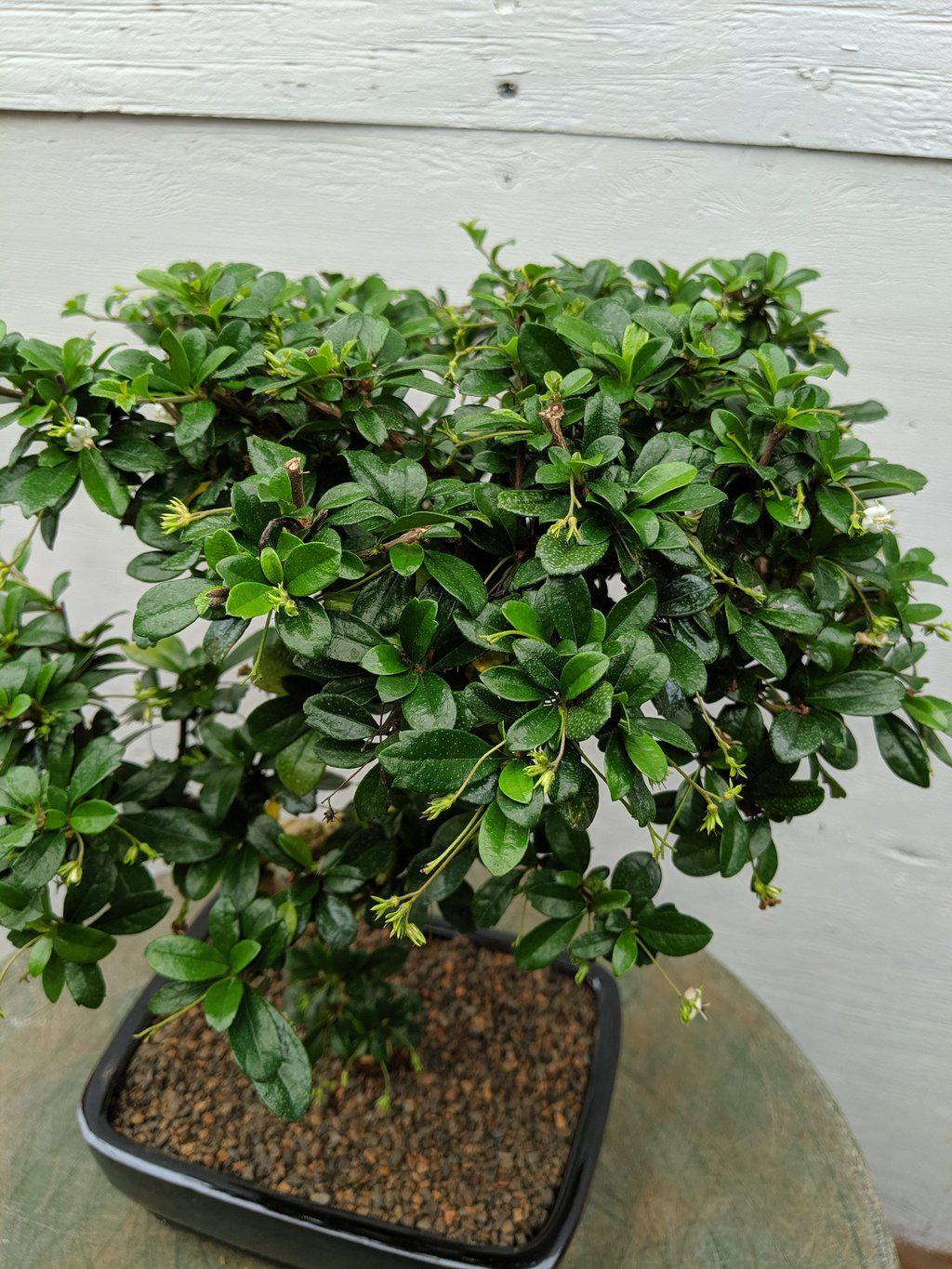 Large Curved Trunk Fukien Tea Bonsai Tree Foliage