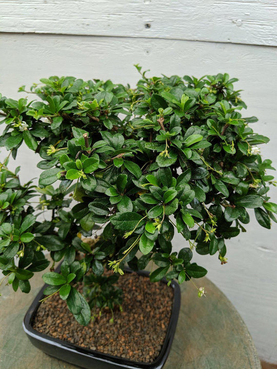 philippine tea tree bonsai Fukien Tea Bonsai Tree