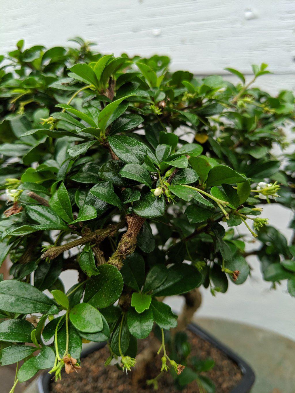 Large Curved Trunk Fukien Tea Bonsai Tree Canopy