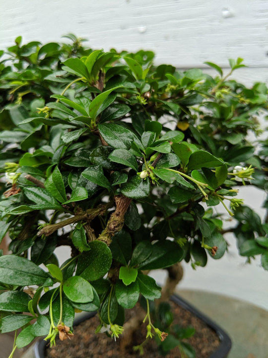 bonsai tree big leaves Fukien Tea Bonsai Tree