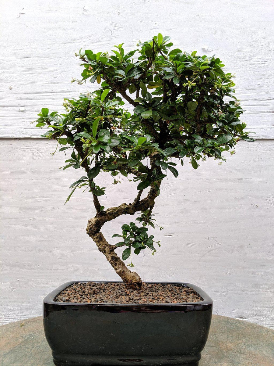 Fukien Tea Bonsai Tree