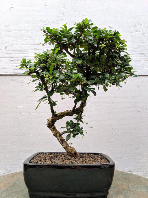 Large Curved Trunk Fukien Tea Bonsai Tree