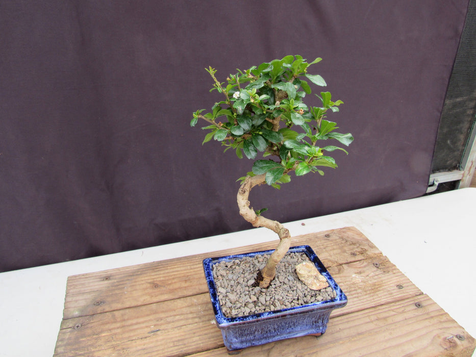  Small Curved Trunk Style Fukien Tea Bonsai Tree Side