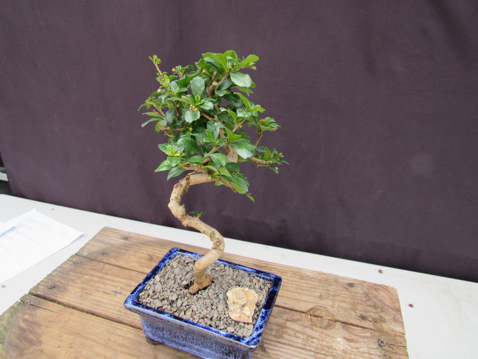  Small Curved Trunk Style Fukien Tea Bonsai Tree Turn