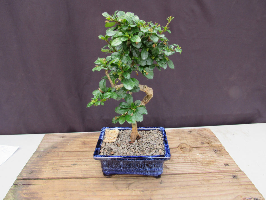  Small Curved Trunk Style Fukien Tea Bonsai Tree Back