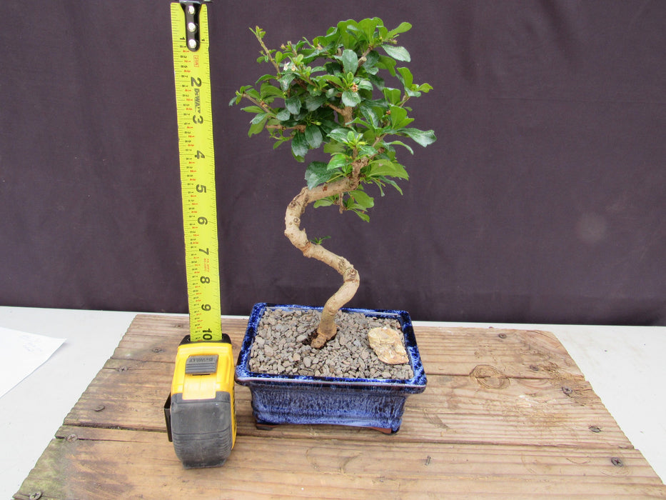  Small Curved Trunk Style Fukien Tea Bonsai Tree Height