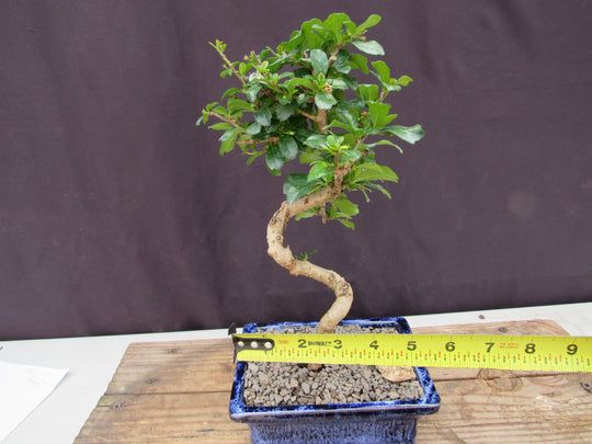 fukien tree bonsai Fukien Tea Bonsai Tree