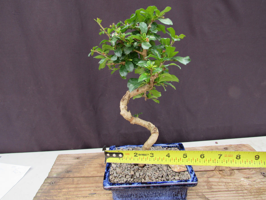  Small Curved Trunk Style Fukien Tea Bonsai Tree Size