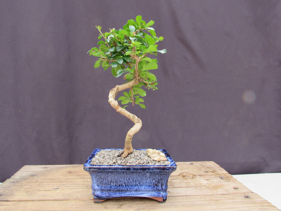  Small Curved Trunk Style Fukien Tea Bonsai Tree Profile