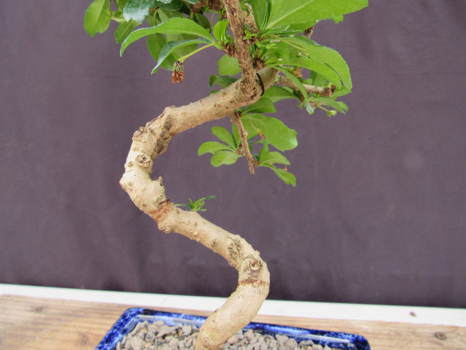  Small Curved Trunk Style Fukien Tea Bonsai Tree Trunk