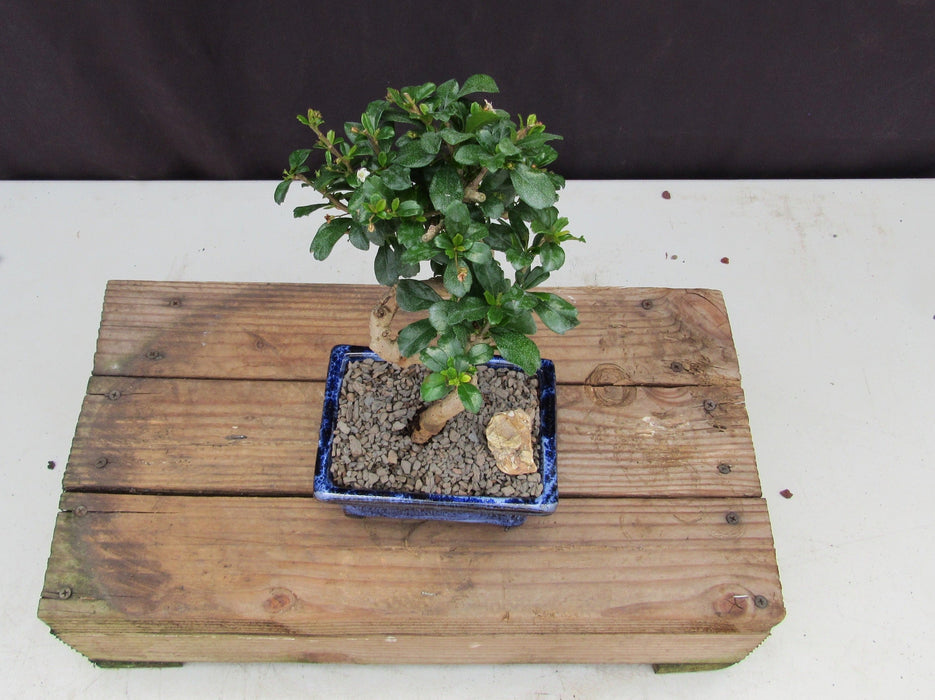  Small Curved Trunk Style Fukien Tea Bonsai Tree Canopy