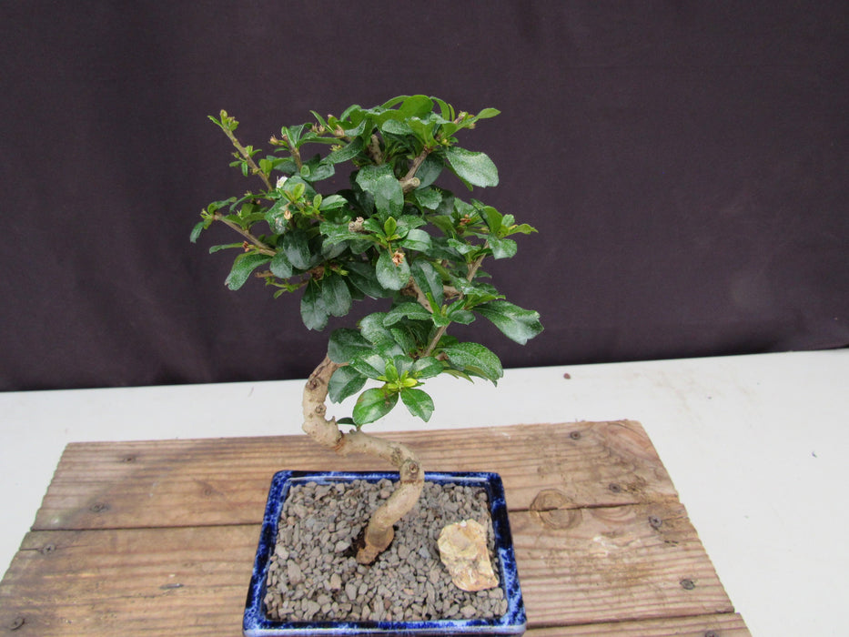  Small Curved Trunk Style Fukien Tea Bonsai Tree Crown