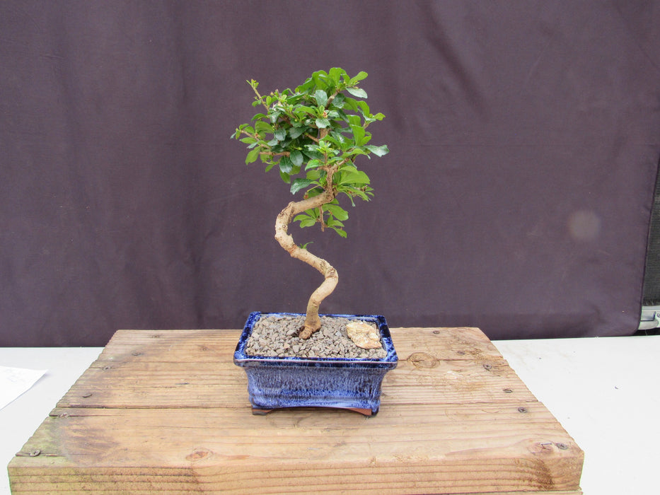  Small Curved Trunk Style Fukien Tea Bonsai Tree Straight