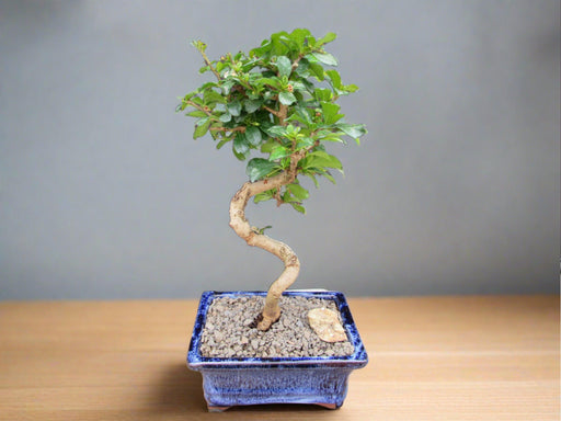  Small Curved Trunk Style Fukien Tea Bonsai Tree