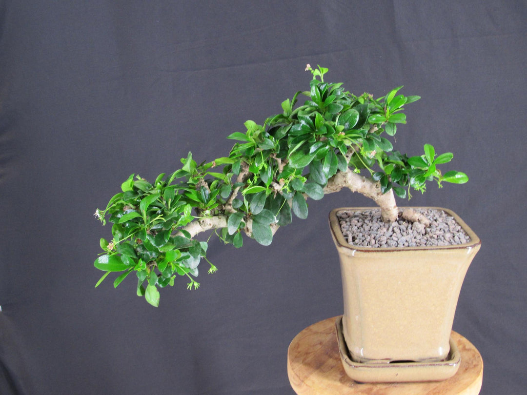 Fukien Tea Bonsai Tree - Cascade Style - Back