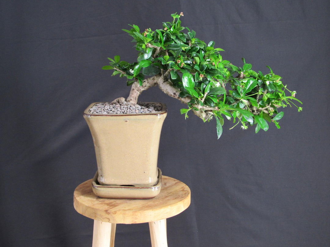 Fukien Tea Bonsai Tree - Cascade Style - Flowers