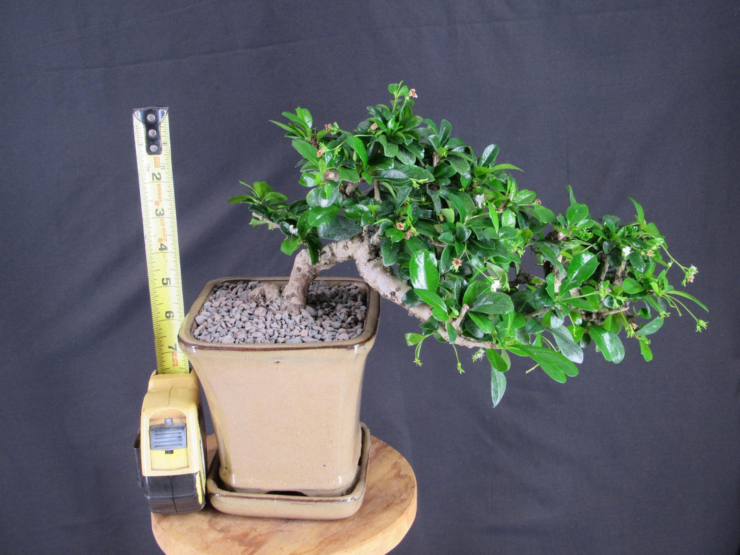 Fukien Tea Bonsai Tree - Cascade Style - Height