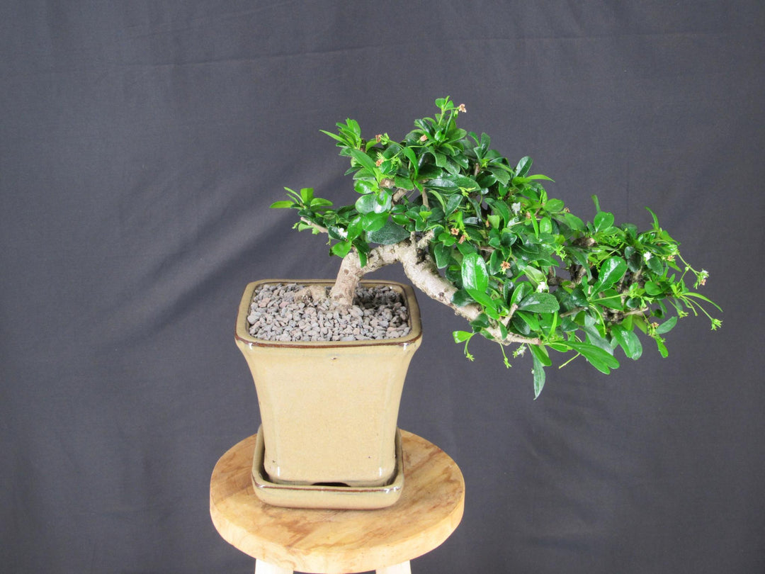 Fukien Tea Bonsai Tree - Cascade Style - Profile