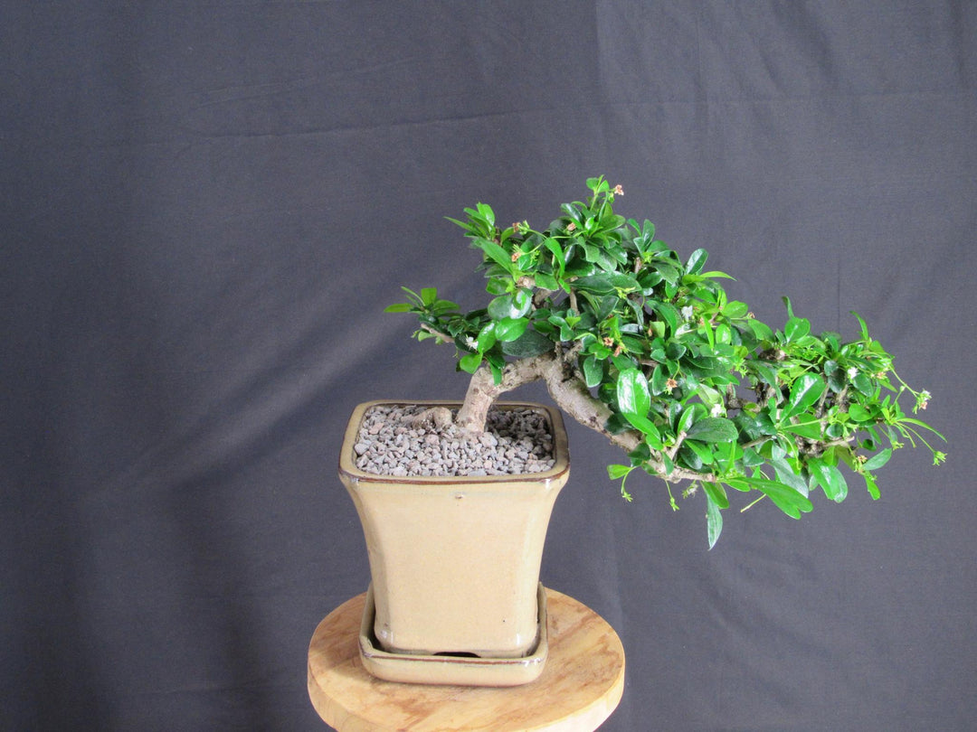 Fukien Tea Bonsai Tree - Cascade Style - Side
