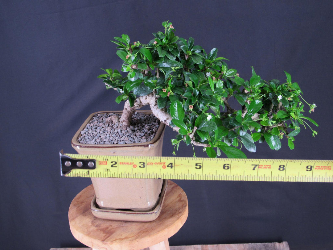 Fukien Tea Bonsai Tree - Cascade Style - Size