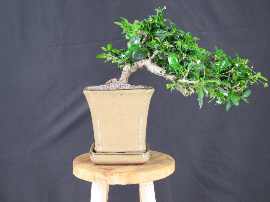 Fukien Tea Bonsai Tree - Cascade Style - Straight