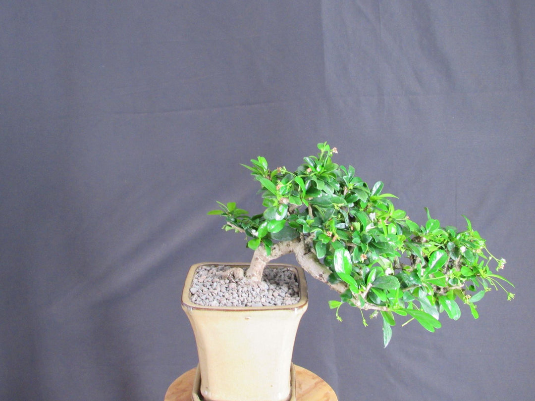 Fukien Tea Bonsai Tree - Cascade Style - Top