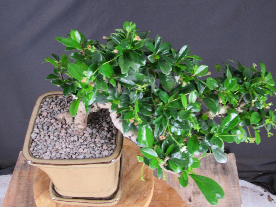 Fukien Tea Bonsai Tree - Cascade Style - Canopy