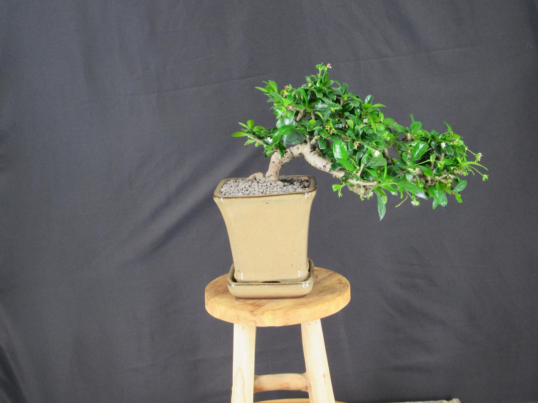 Fukien Tea Bonsai Tree - Cascade Style