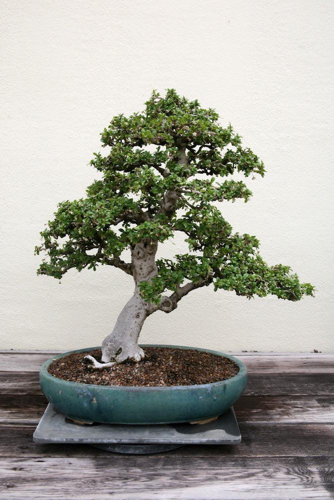 Indoor Bonsai Trees