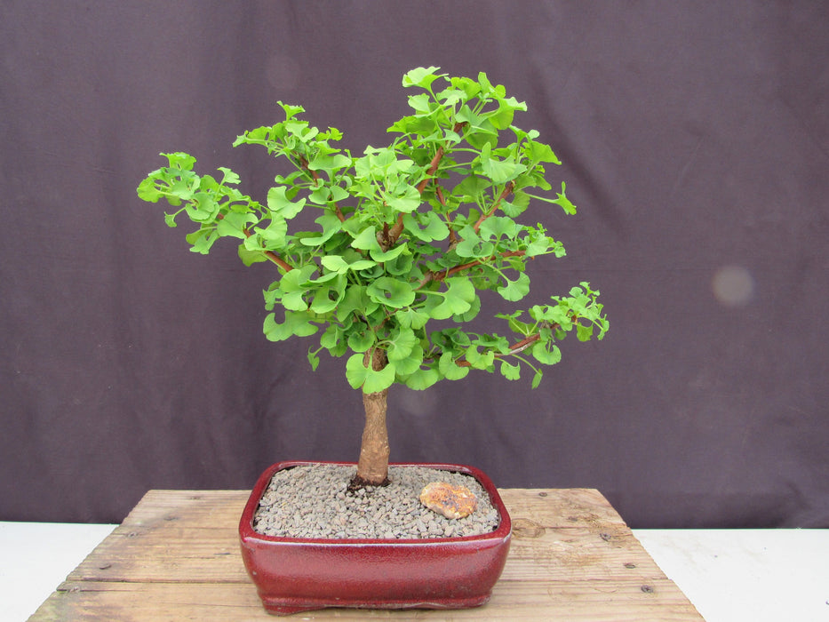 Large Ginkgo Bonsai Tree Profile