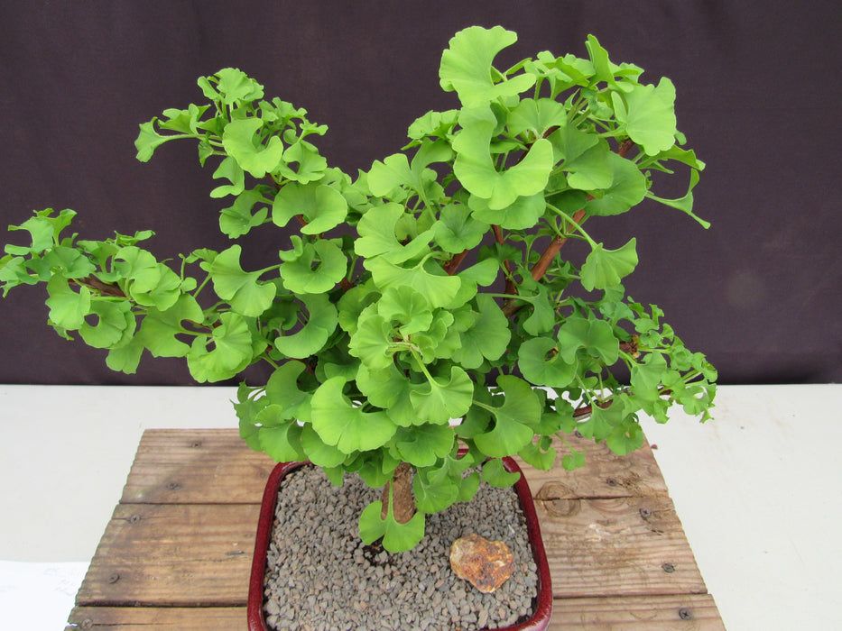 Large Ginkgo Bonsai Tree Canopy