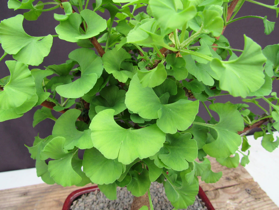 Large Ginkgo Bonsai Tree Foliage