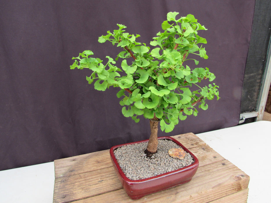 Large Ginkgo Bonsai Tree Side