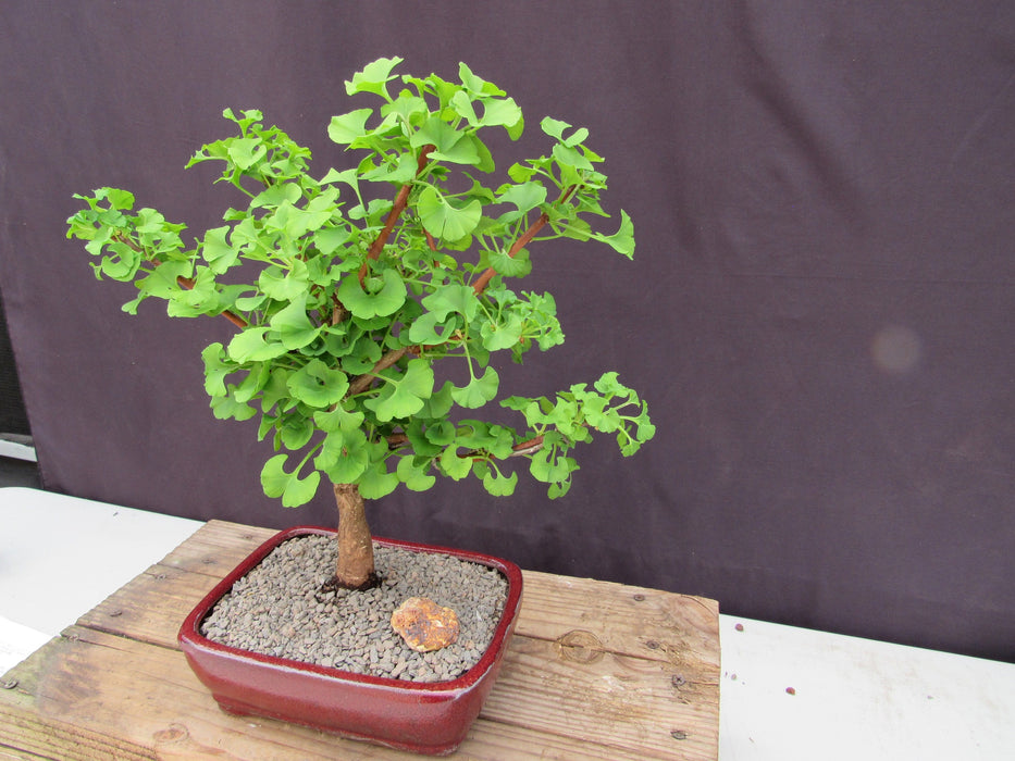 Large Ginkgo Bonsai Tree Stronger Side