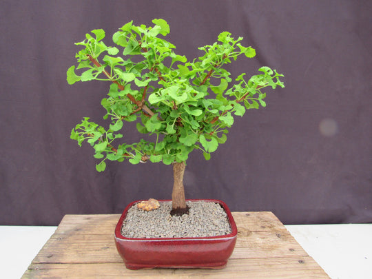 large indoor bonsai tree for sale Ginkgo Bonsai Tree