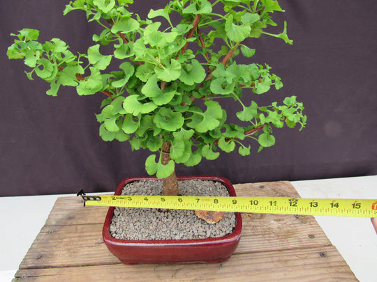 Ginkgo Bonsai Tree