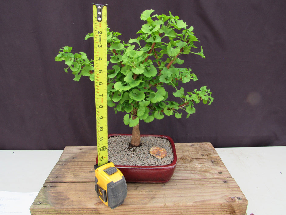 Large Ginkgo Bonsai Tree Height