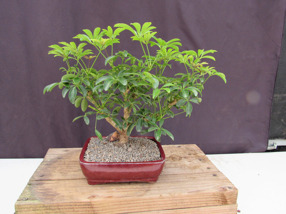 umbrella bonsai tree Hawaiian Umbrella Bonsai Tree