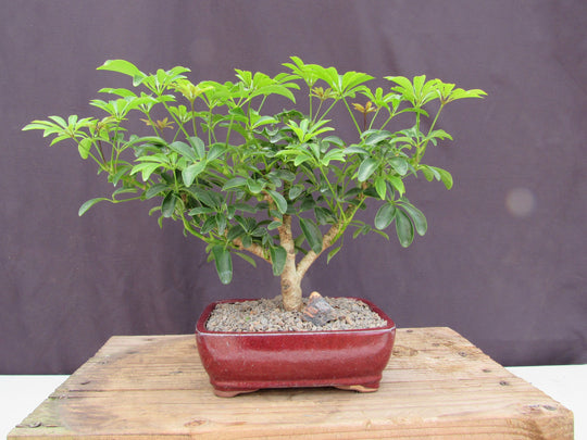 Hawaiian Umbrella Bonsai Tree