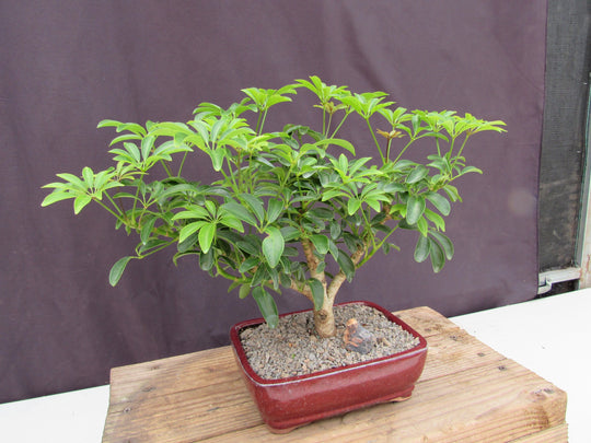 Hawaiian Umbrella Bonsai Tree