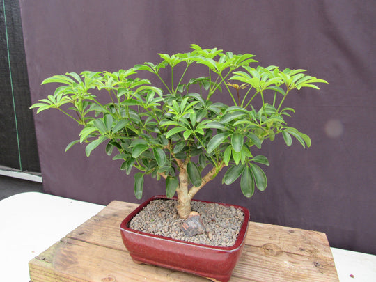 hawaiian umbrella indoor bonsai tree Hawaiian Umbrella Bonsai Tree
