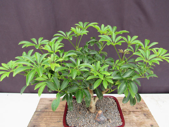 Hawaiian Umbrella Bonsai Tree