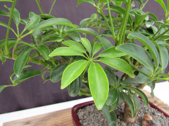 hawaiian money tree Hawaiian Umbrella Bonsai Tree