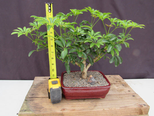 bonsai tree hawaii Hawaiian Umbrella Bonsai Tree