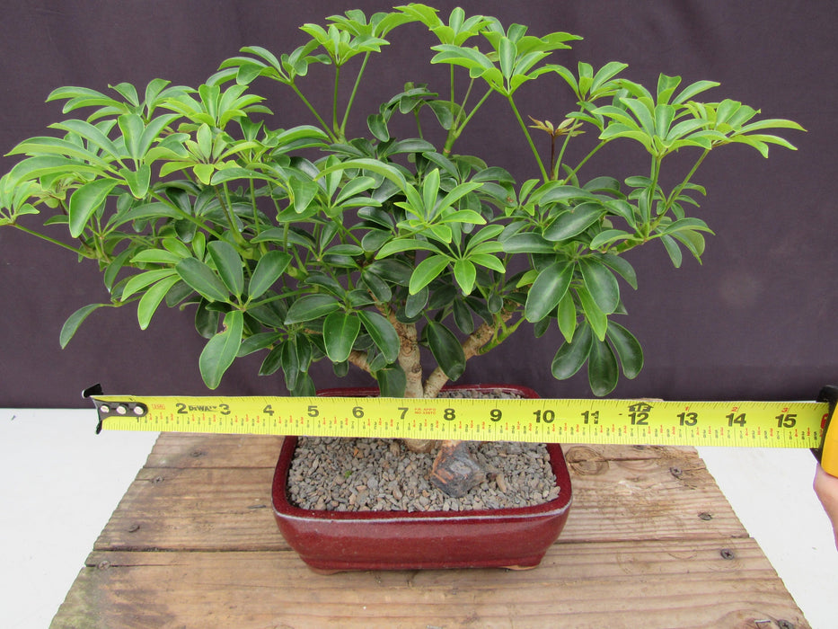 Large Hawaiian Umbrella Bonsai Tree Size