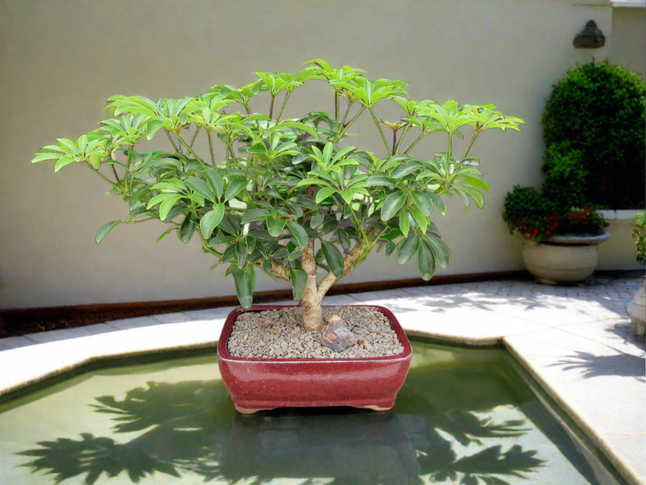 bonsai tree oahu Hawaiian Umbrella Bonsai Tree