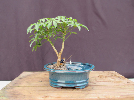 Hawaiian Umbrella Land and Water Bonsai Tree