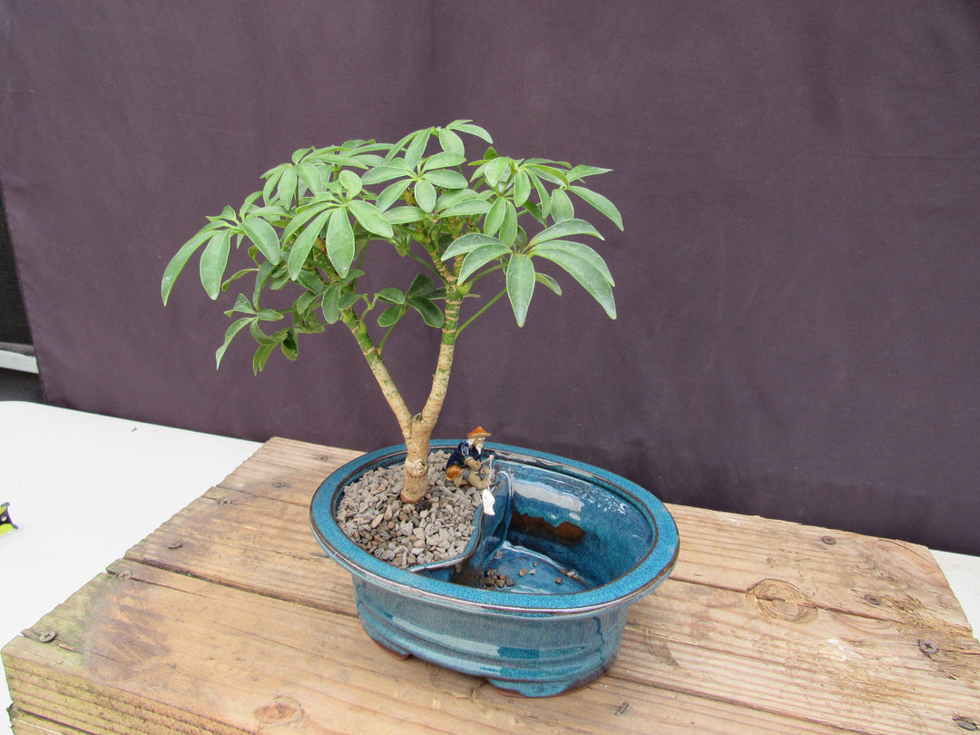 Hawaiian Umbrella Land and Water Bonsai Tree Water Side