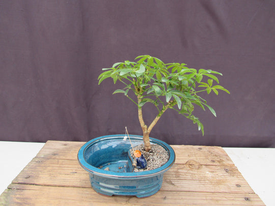 buckeye tree bonsai Hawaiian Umbrella Land and Water Bonsai Tree