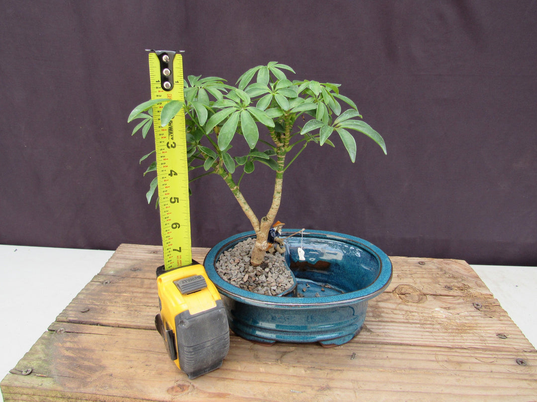 Hawaiian Umbrella Land and Water Bonsai Tree Height
